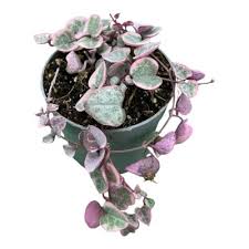 Image result for Ceropegia lugardiae