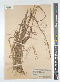 Image result for Digitaria milanjiana