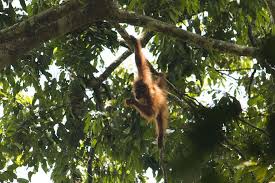 Download free tree png images. Hd Wallpaper Orang Utan Sumatra Bukit Lawang Ketambe Jungle Monkey Wallpaper Flare