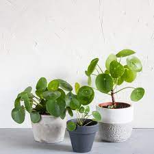 Few houseplants plants have caused such an uproar in recent times as much as pilea peperomioides, or the chinese money plant. Chinese Money Plant Care How To Grow Maintain Pilea Peperomioides Apartment Therapy