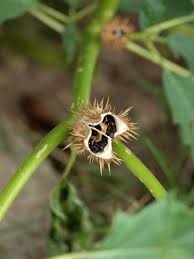 Image result for durman obecný plod