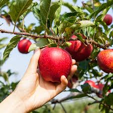 Mango tree not producing fruits? Osu Set To Host Free Backyard Fruit Tree Workshop Oklahoma State University