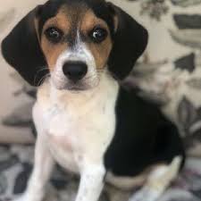 Find beagle puppies for sale and dogs for adoption. Miniature Beagle Puppies For Sale In Maryland