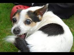 Stupid Puppies Chasing Their Tails Youtube