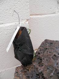 Image result for Microcoelia bulbocalcarata