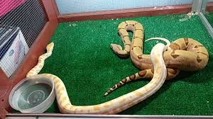 This page is about ular sawah,contains sawah ular,pencari ular cobra di sawah. Ular Sawa Albino Burm Boa By Toyoe Pinoi