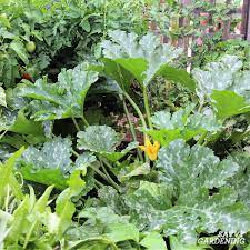 But zucchini can also be harvested before it reaches 5 inches in length. Round Zucchini A Growing Guide From Seed To Harvest