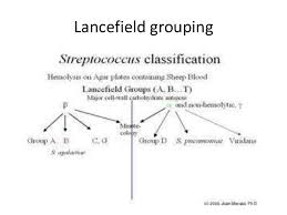 Streptococcus