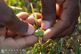 Image result for Dicerocaryum eriocarpum