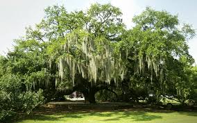 Search through our database for louisiana wallpapers and photos to find the perfect background for you. Louisiana Backgrounds 2160x1350 Wallpaper Teahub Io