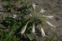 Image result for Crinum crassicaule