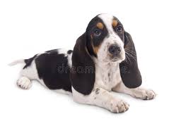Black And White Basset Hound Puppy A Dog S Life A Beagle Sleeping On A Front Porch Spon Beagle Life Dog Sleeping Href Ad Basset Hound Puppy Hound Puppies Hound Dog Breeds