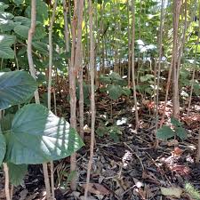 Image result for Clerodendrum pusillum
