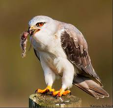 Small Birds Of Prey South Africa Black Shouldered Kite Blouvalk By Karien Le Roux South Africa Birds Butterflies Bird Photo Birds Of Prey