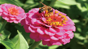 We did not find results for: Kembang Kertas Zinnia Elegans Mampu Hidup Di Luar Angkasa Greeners Co