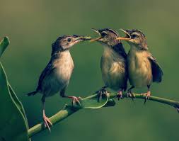 Check spelling or type a new query. 22 Jenis Burung Kicau Lengkap Beserta Foto Dan Namanya Hobinatang