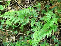 Image result for Asplenium adiantum-nigrum
