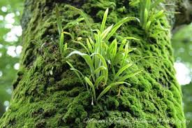 Image result for Lepisorus