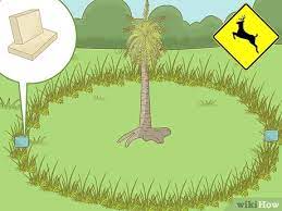 Use these 20 tips to keep deer out of your garden. How To Stop Deer From Eating Your Plants And Trees With Soap
