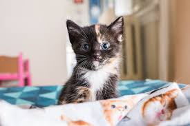 This is a great source for local free cats near you. Free Baby Kittens Craigslist Off 78 Www Usushimd Com