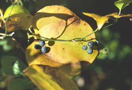 Image result for Barleria rotundifolia