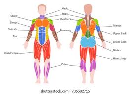 Forearm muscles anatomy, posterior arm muscles, muscles of the arm and forearm, forearm anatomy, arm muscles diagram, deep muscles of forearm, muscles in lower arm. Human Muscular System Medical Poster Man Stock Vector Royalty Free 786582715