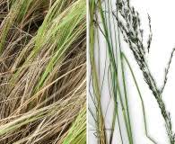 Image result for Eragrostis atrovirens