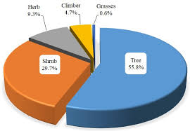 Image result for Grewia conocarpoides