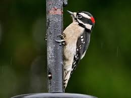 Downy Woodpecker Identification All About Birds Cornell