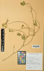 Image result for Vigna luteola