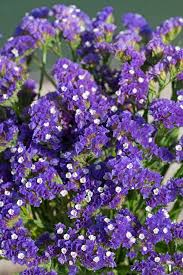 Image result for Limonium sinuatum