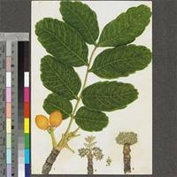 Image result for Zanha africana