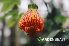 Image result for Abutilon rehmannii