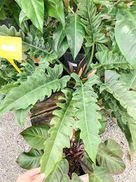 We did not find results for: Philodendron Jungle Boogie Flower Cerpen
