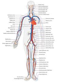 Human Circulatory System Diagram For Kids Human Circulatory System Human Anatomy And Physiology Anatomy And Physiology