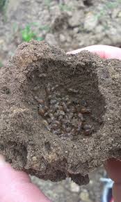 Turkuć podjadek uszkadza korzenie i młode rośliny. Wielki Leksykon Robactwa Nr 1 Turkuc Podjadek Producent Co2 Wykop Pl