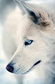 Black And White Wolf Tattoo With Blue Eyes An Amazing White Wolf With Electric Blue Eyes Whats Your Spirit Animal Your Spirit Animal Cute Animals
