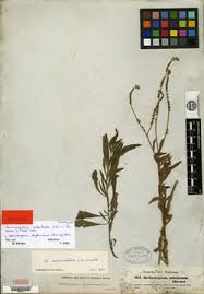 Image result for Cyperus tenuiculmis