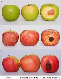 Representative Samples Of A Granny Smith B Fuji