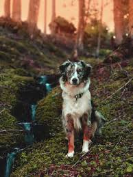 We are centrally located in western washington, near the small town of roy, a half hour from tacoma and also olympia. Hd Wallpaper Dog Australian Shepherd Blue Merle Forest Bach Mystical Wallpaper Flare