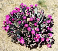 The fleshy oval leaves of the prickly pear cactus are called nopales in spanish, and have been popular in mexico for a long time. Opuntia Basilaris Wikipedia