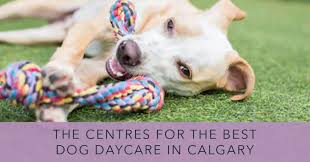 Paws pet food calgary • paws pet food calgary photos • paws pet food calgary location • paws pet food calgary address •. The 6 Centres For The Best Dog Daycare In Calgary 2021