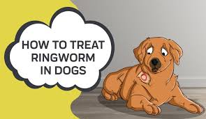 Use this with care because it is a harsh mix and will stain. How To Treat Ringworm In Dogs Innovet Pet