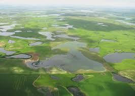 Wetlands play a number of functions, including water purification, water storage, processing of c. Wetland Britannica