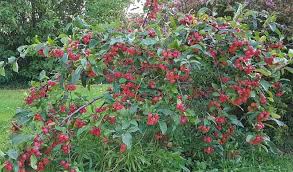 Check spelling or type a new query. Patio Trees A Tree For Any Size Of Garden Greenshutters Garden Centre