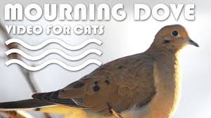 Birds For Cats To Watch Entertainment Video For Cats Winter Birds 2 Mourning Dove Screensaver Video For Cats Video For Cats To Watch Mo Cat Gif Mourning Dove Entertainment Video