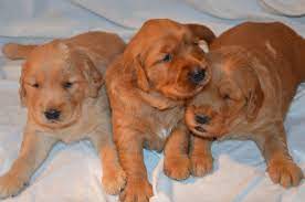 Golden retriever puppies are the cutest things in the world. Dogwood Golden Retrievers Home Facebook