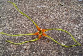 Image result for Strophanthus speciosus