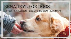 Benadryl For Dogs The Dos Donts Dosage Side Effects