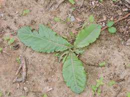 Image result for Elytraria acaulis